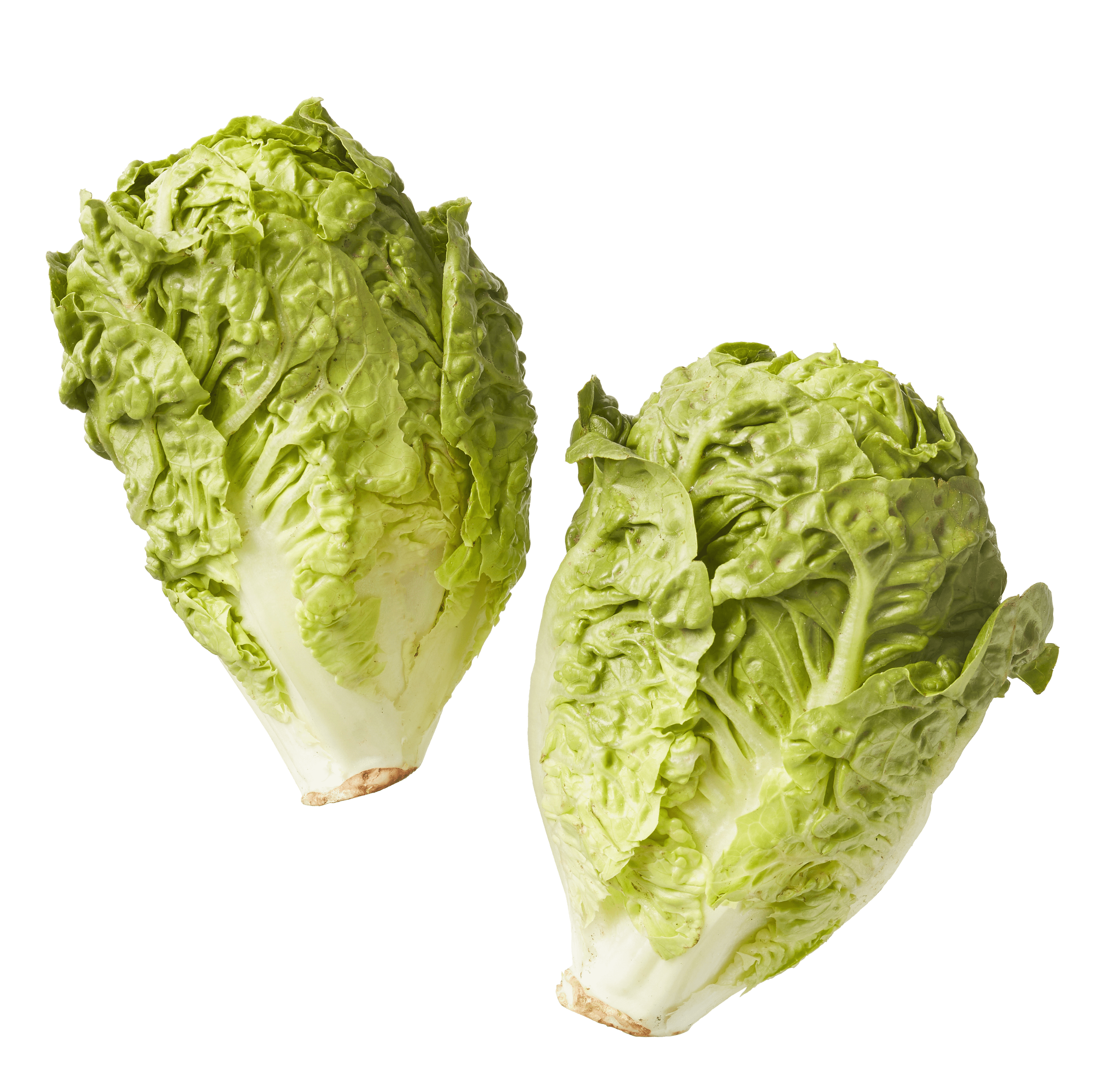 Biologisch PLUS Sla little gem biologisch