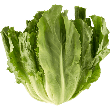 Jumbo Andijvie 1 Stuk